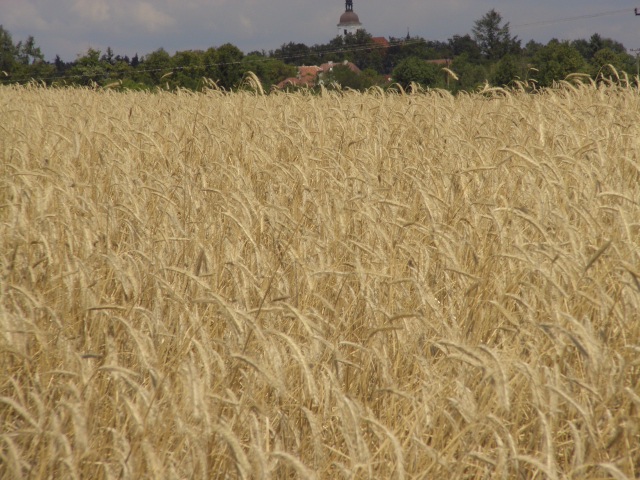 Obilí 2007